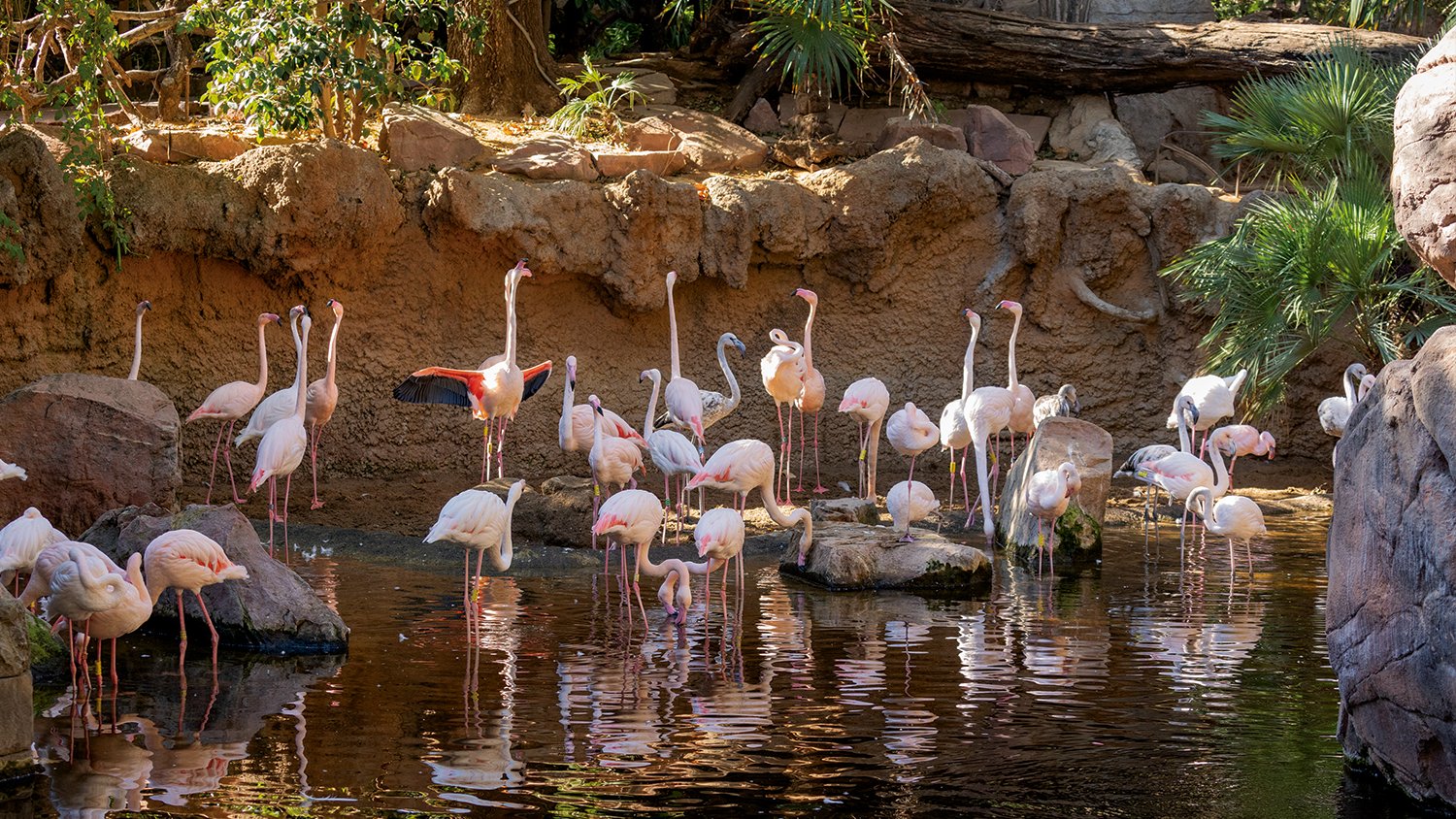 Bioparc Fuengirola se convierte en el único lugar de la provincia donde se pueden reproducir los flamencos