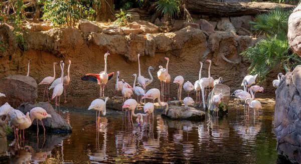 Bioparc Fuengirola se convierte en el único lugar de la provincia donde se pueden reproducir los flamencos
