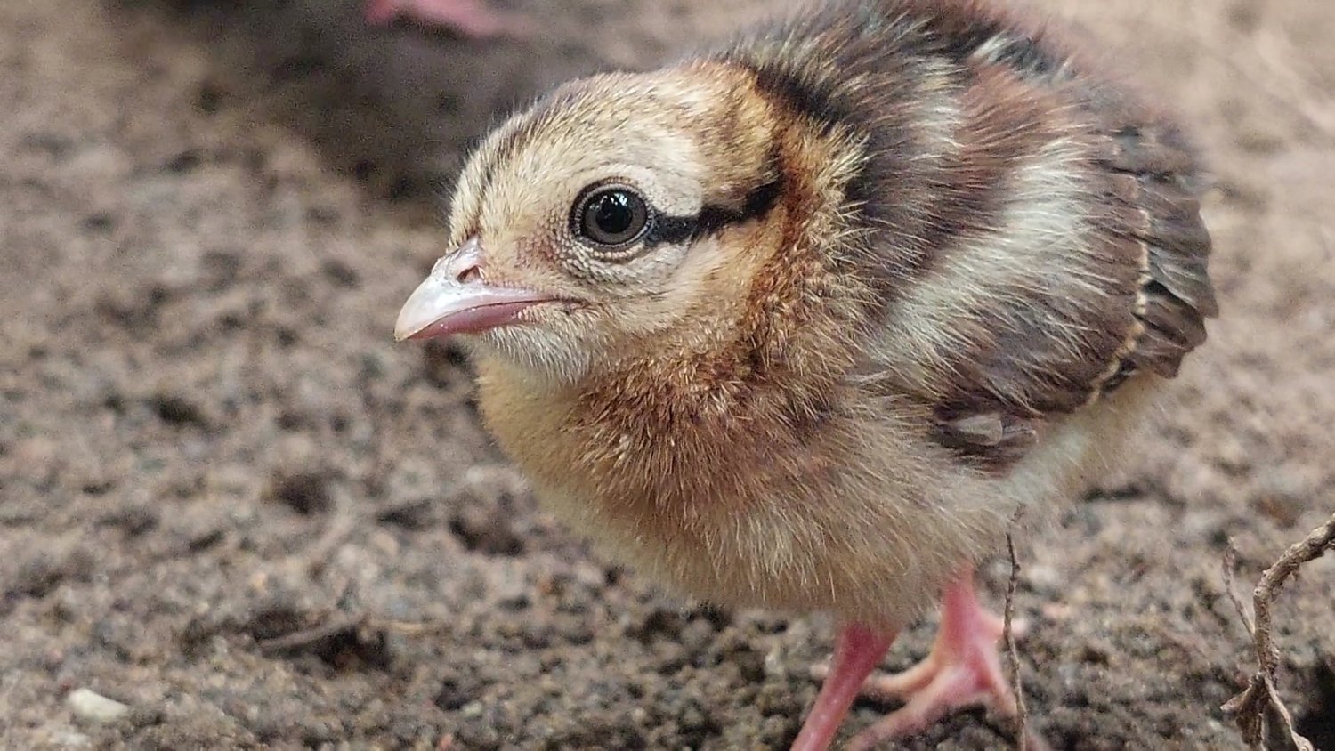 Nacen en Bioparc Fuengirola dos polluelos de faisán de Edwards, una especie extinta en su hábitat