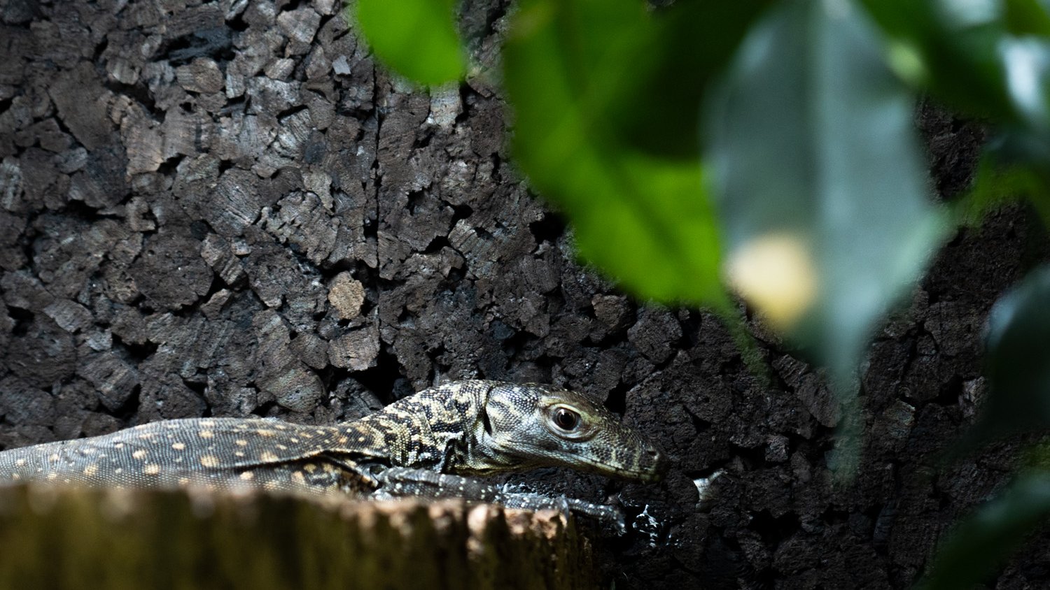 Las crías de dragón de Komodo nacidas en Bioparc Fuengirola salen a terrarios exteriores
