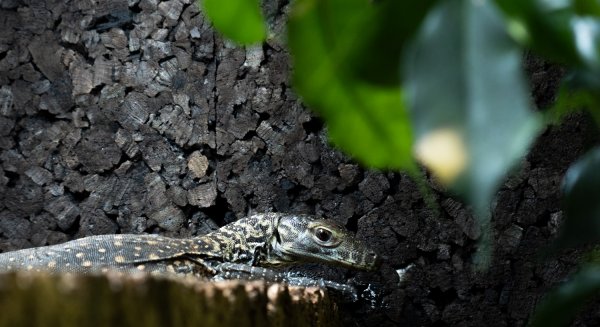 Las crías de dragón de Komodo nacidas en Bioparc Fuengirola salen a terrarios exteriores