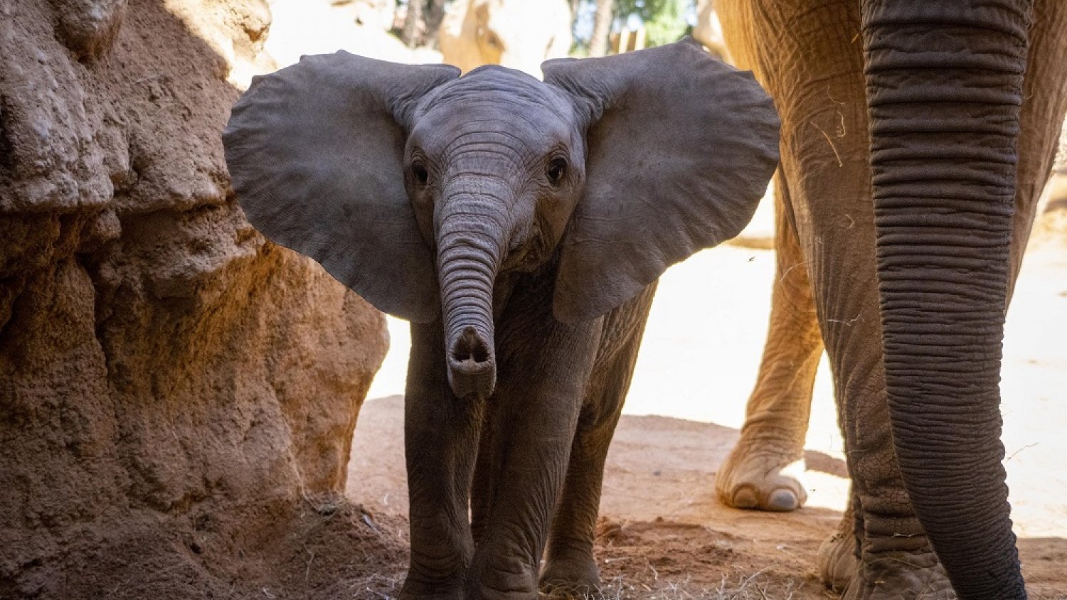 Los BIOPARC conmemoran el Día de la Biodiversidad y recuerdan que cada 10 minutos desaparece una especie