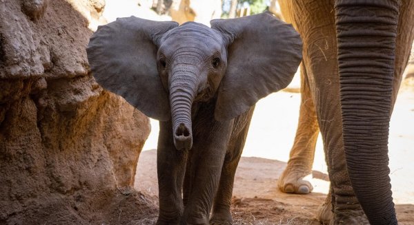 Los BIOPARC conmemoran el Día de la Biodiversidad y recuerdan que cada 10 minutos desaparece una especie