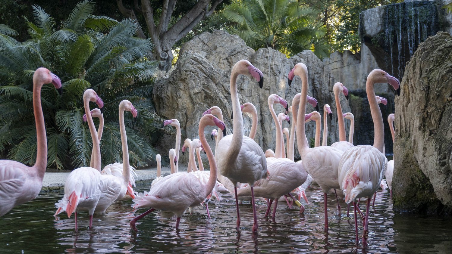 La Fundación BIOPARC y Marine Stewardship Council (MSC) se unen por la conservación de los océanos