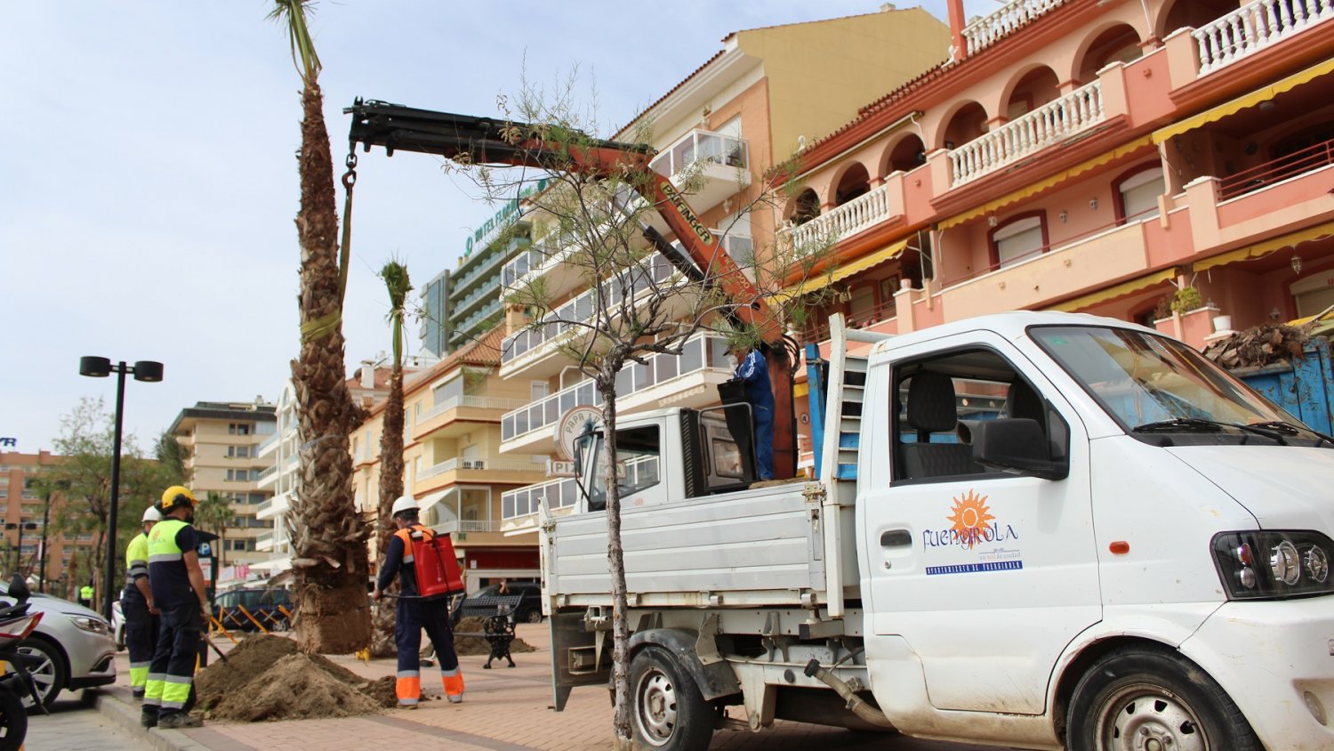 El Ayuntamiento de Fuengirola comienza la segunda fase de plantación de palmeras en el Paseo Marítimo 