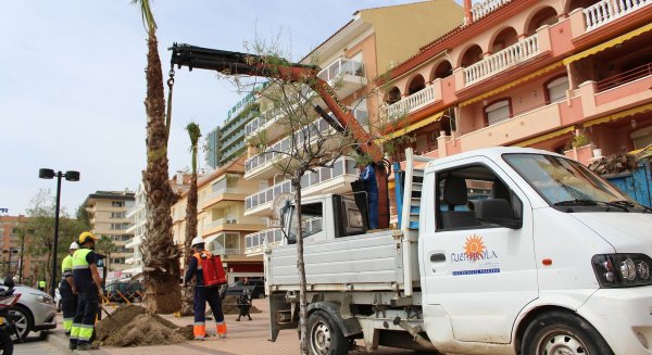 El Ayuntamiento de Fuengirola comienza la segunda fase de plantación de palmeras en el Paseo Marítimo 