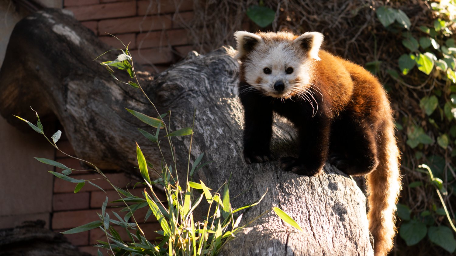 El panda rojo y su dieta casi exclusiva de bambú en Bioparc Fuengirola