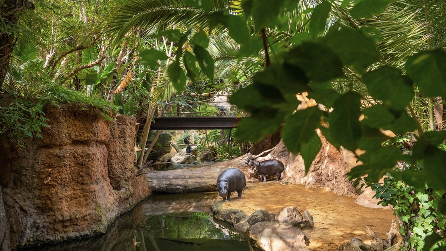 Los Bioparc con la celebración del 50ª aniversario  del Día Mundial del Medio Ambiente