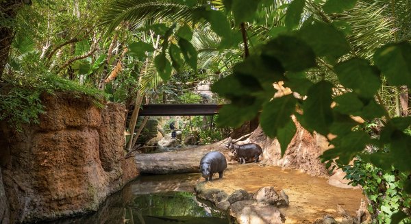 Los Bioparc con la celebración del 50ª aniversario  del Día Mundial del Medio Ambiente