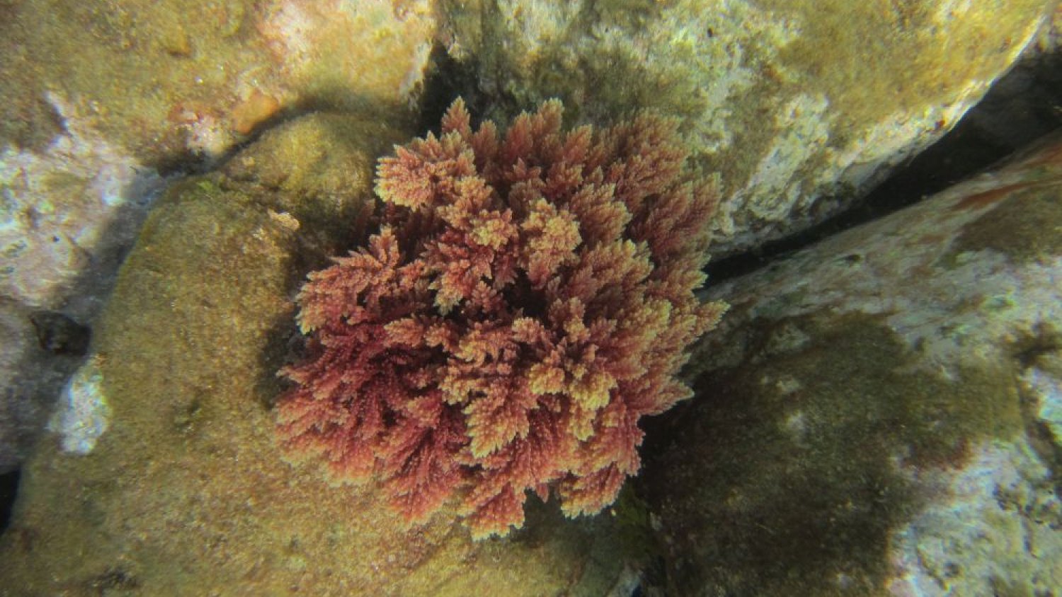 Un equipo del IEO ha identificado 574 especies exóticas en aguas españolas