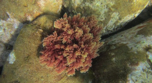 Un equipo del IEO ha identificado 574 especies exóticas en aguas españolas