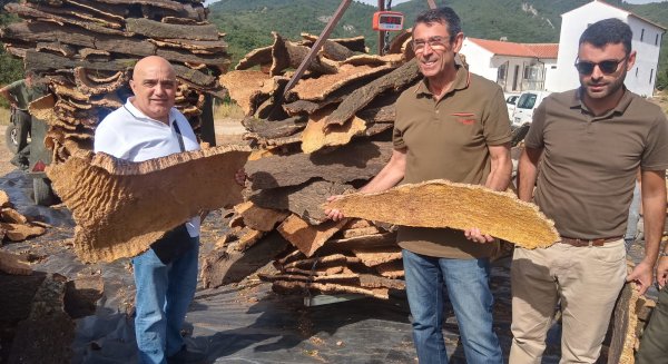 El Ayuntamiento de Ronda estima este año recoger unos 230.000 kilos de corcho de los Montes de Propios