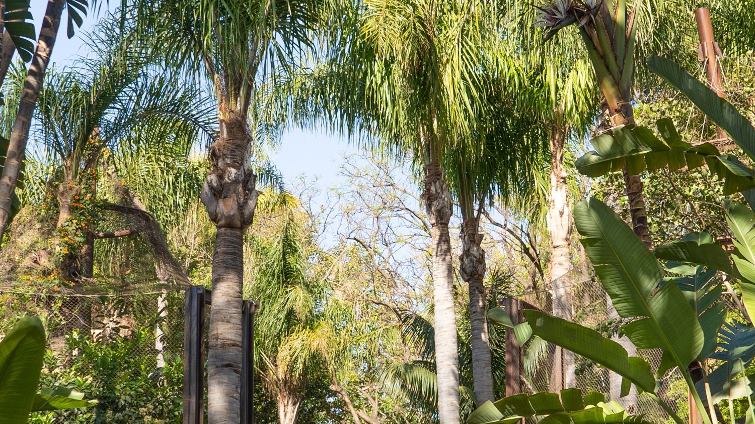 Los BIOPARC claman por la conservación de los bosques tropicales en la celebración de su Día Mundial