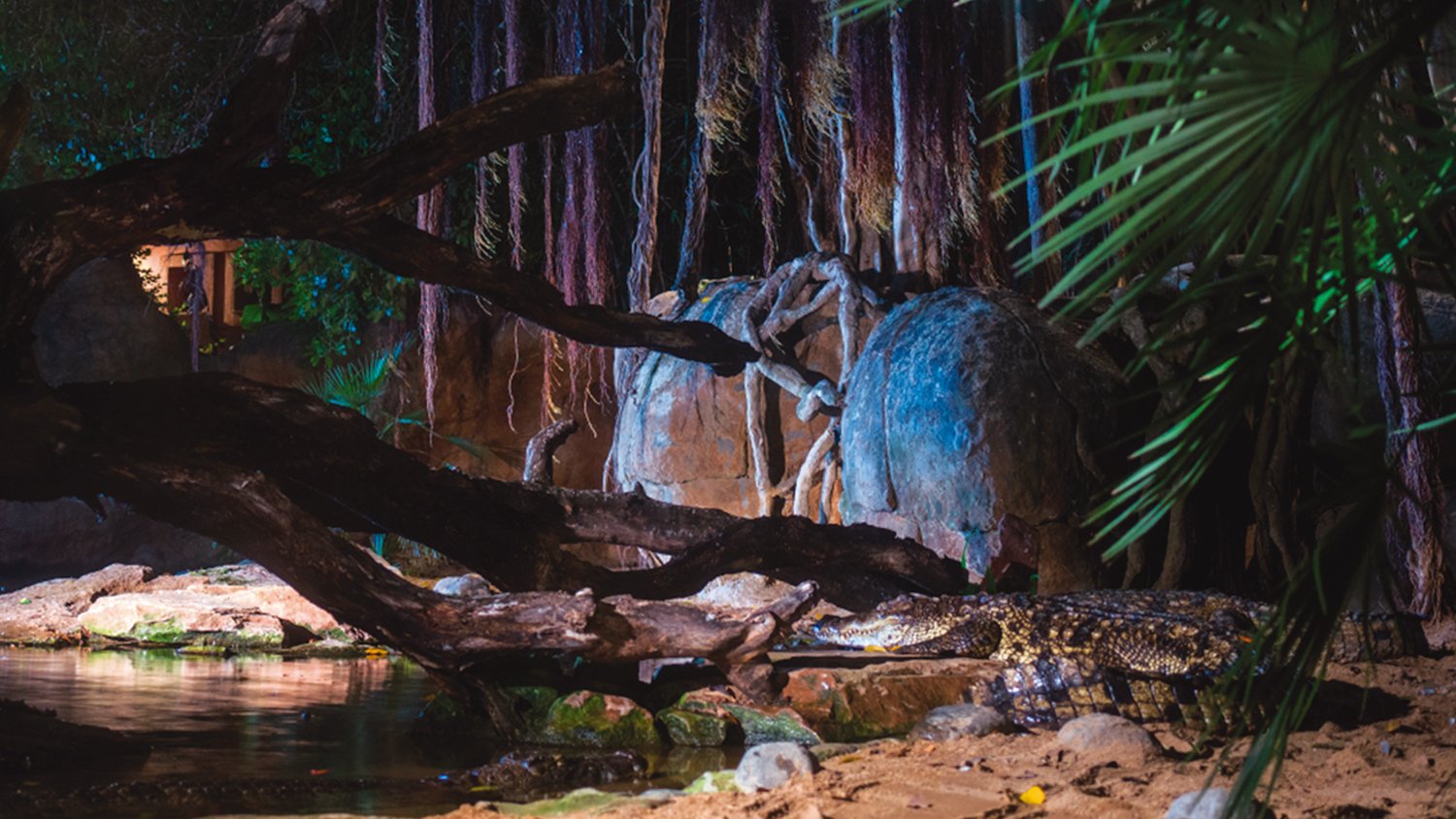 Las noches de verano vuelven a Bioparc Fuengirola durante los meses de julio y agosto