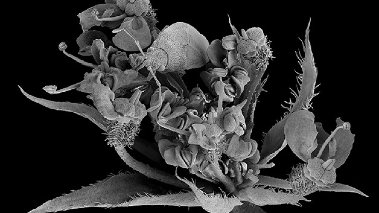 Arte y Ciencia se fusionan en la exposición ‘Nanocosmos’, en la Plaza de la Nogalera