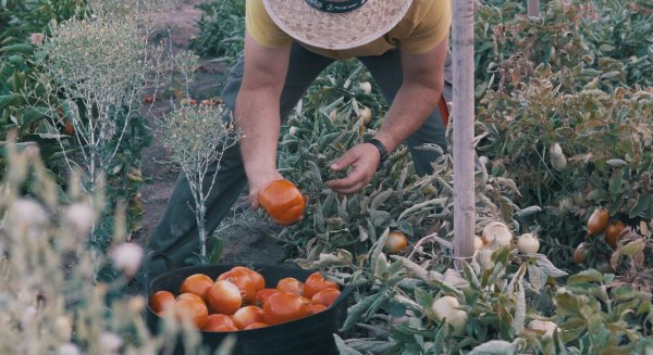 BBVA premia a dos empresas de Andalucía como mejores productores sostenibles de España en 2023
