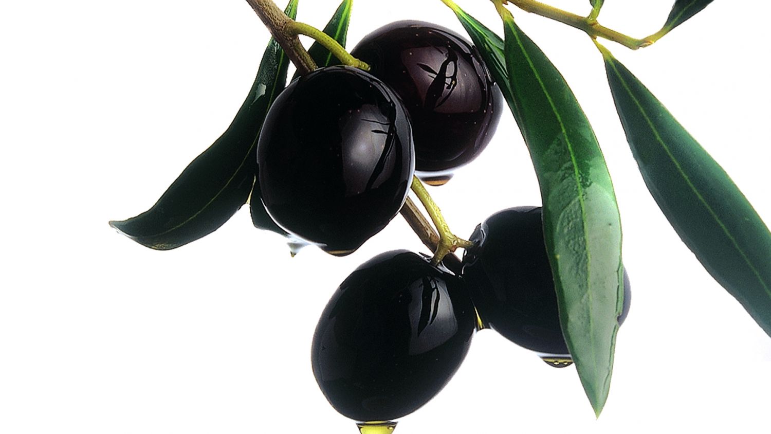 Andalucía TRADE impulsa las aceitunas y el aceite de oliva en India, un mercado potencial de 300 millones de consumidores