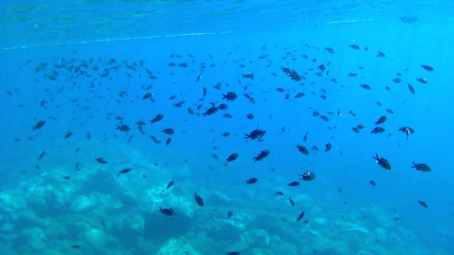 Rincón de la Victoria impulsa la práctica de snorkeling y buceo en el arrecife de la playa de La Cala del Moral 