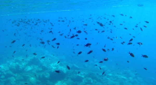 Rincón de la Victoria impulsa la práctica de snorkeling y buceo en el arrecife de la playa de La Cala del Moral 