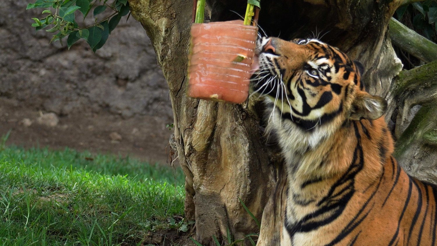 Los animales de Bioparc Fuengirola combaten esta ola de calor gracias a sabrosos y coloridos helados