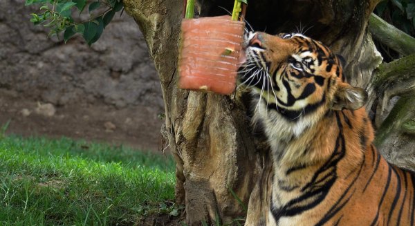 Los animales de Bioparc Fuengirola combaten esta ola de calor gracias a sabrosos y coloridos helados