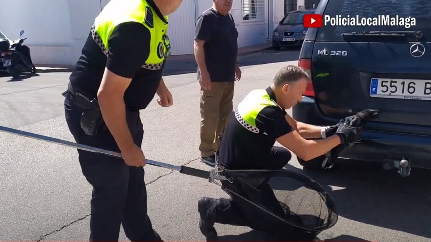 Efectivos del Grupona rescatan dos cuervos heridos para su posterior recuperación