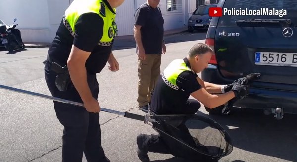 Efectivos del Grupona rescatan dos cuervos heridos para su posterior recuperación