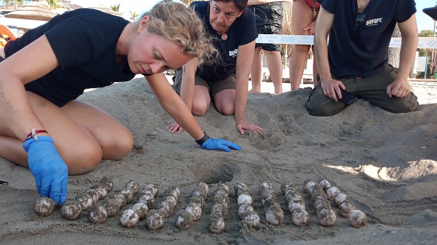 Bioparc Fuengirola colabora incubando algunos de los huevos desovados el pasado sábado por una tortuga boba en Marbella