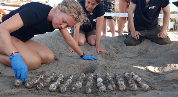Bioparc Fuengirola colabora incubando algunos de los huevos desovados el pasado sábado por una tortuga boba en Marbella