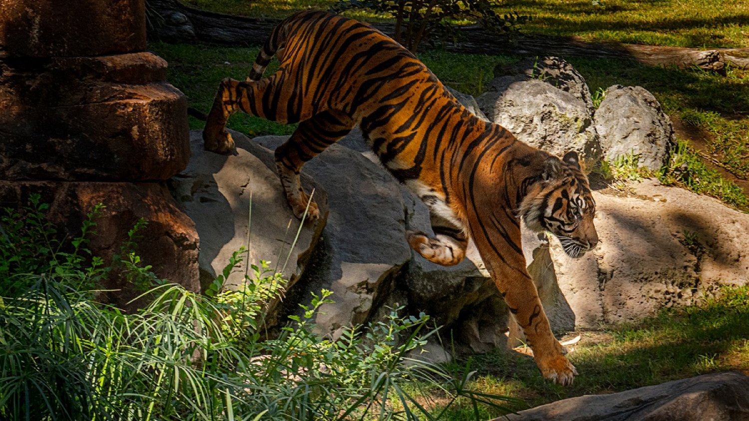 Bioparc Fuengirola conmemora el Día del Tigre alertando sobre la necesidad de protegerlos y evitar su extinción 