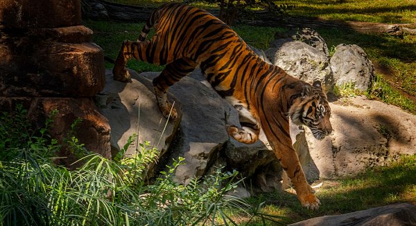 Bioparc Fuengirola conmemora el Día del Tigre alertando sobre la necesidad de protegerlos y evitar su extinción 