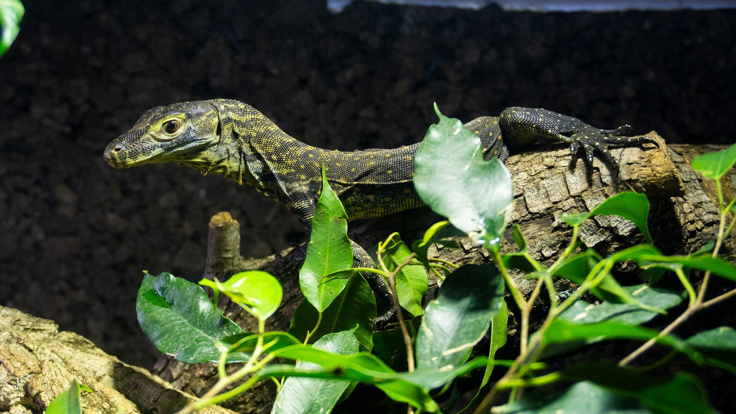 Las crías de dragón de Komodo nacidas en Bioparc Fuengirola cumplen seis meses