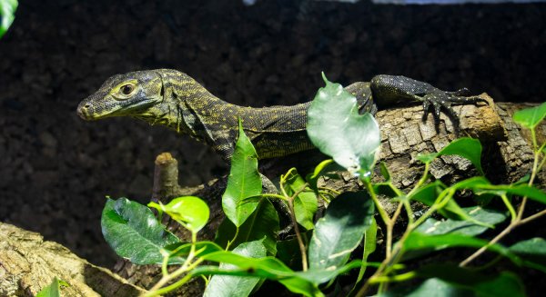 Las crías de dragón de Komodo nacidas en Bioparc Fuengirola cumplen seis meses