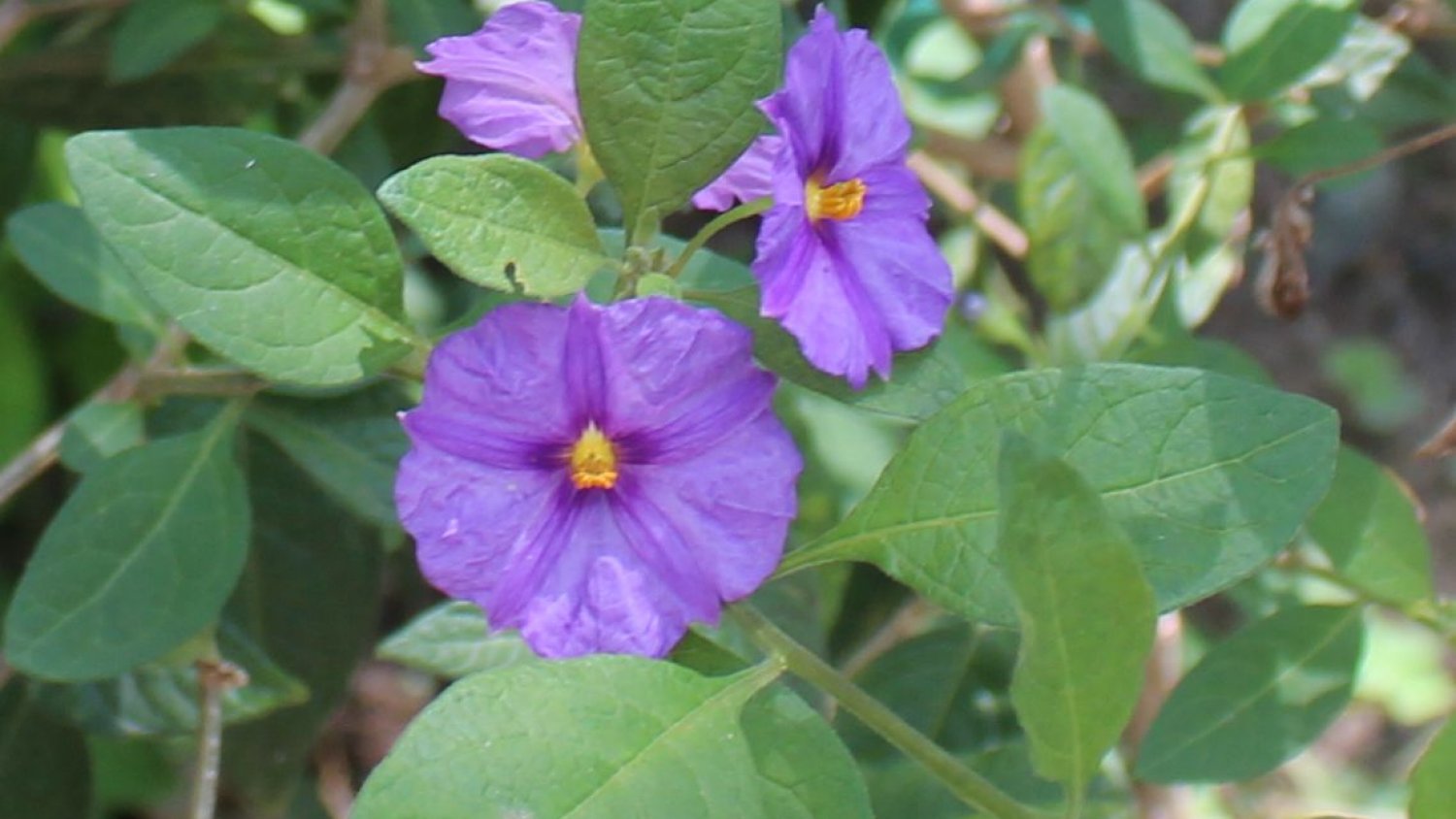 La planta del mes de agosto en el Jardín Botánico Histórico de la Concepción es el Solano de flor azul