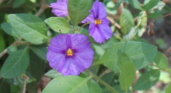La planta del mes de agosto en el Jardín Botánico Histórico de la Concepción es el Solano de flor azul
