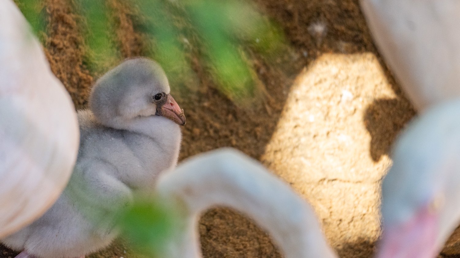 Nacen nuevas crías de flamenco en Bioparc Fuengirola