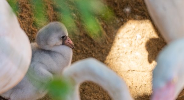 Nacen nuevas crías de flamenco en Bioparc Fuengirola