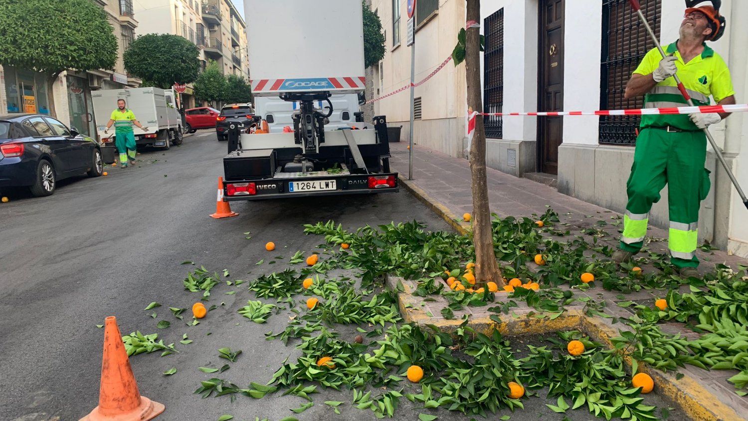 El Ayuntamiento de Ronda avanza en el plan de poda de naranjos para embellecer las calles de la ciudad