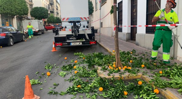 El Ayuntamiento de Ronda avanza en el plan de poda de naranjos para embellecer las calles de la ciudad