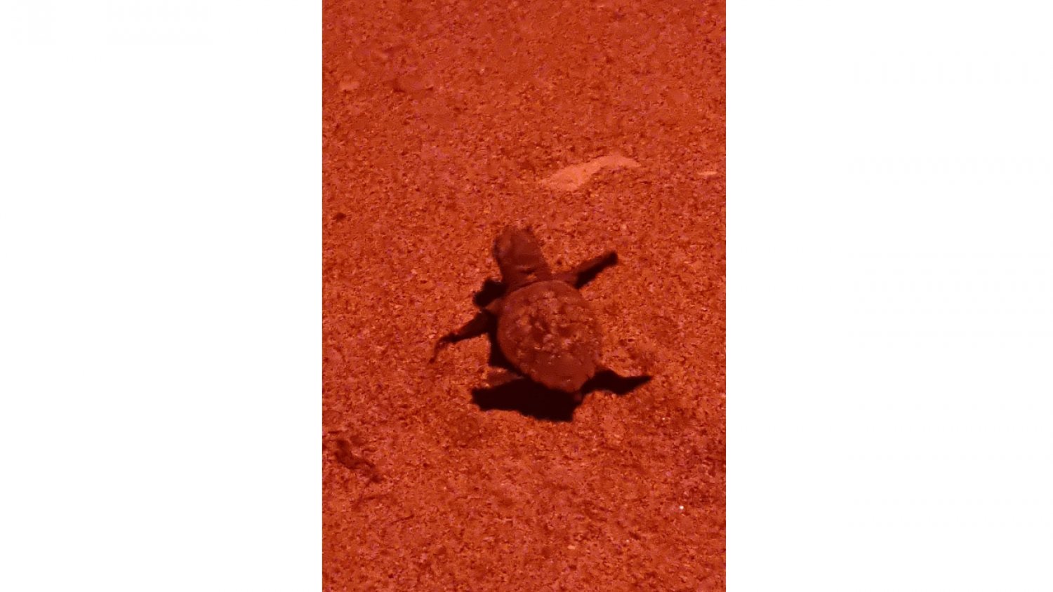 Nacen 31 crías de tortuga boba en Marbella tras la eclosión del nido protegido desde hace casi dos meses 