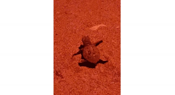 Nacen 31 crías de tortuga boba en Marbella tras la eclosión del nido protegido desde hace casi dos meses 