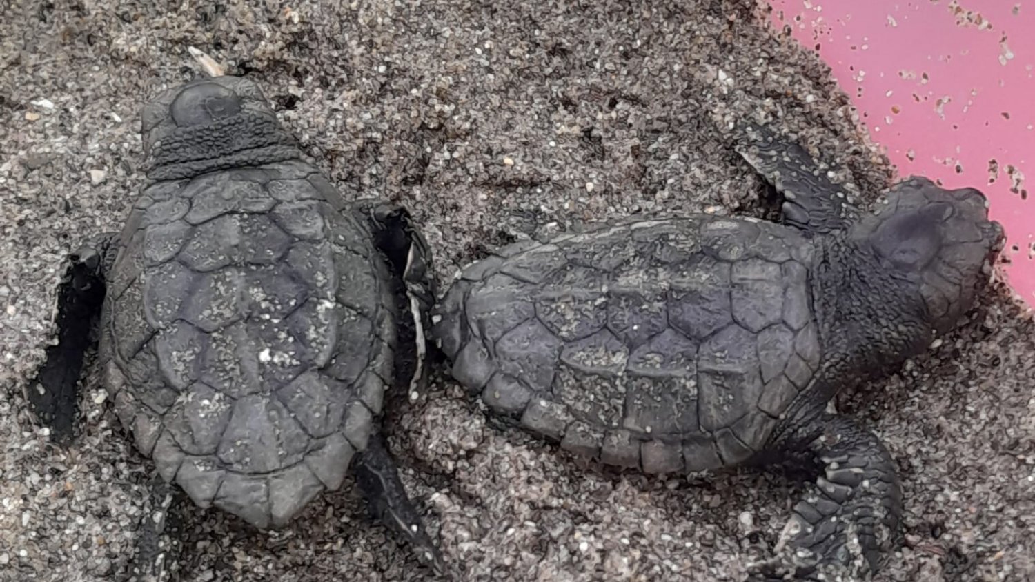 Eclosionan otros veinte huevos y eleva las crías de tortuga boba nacidas del nido protegido en la playa de Nueva Andalucía
