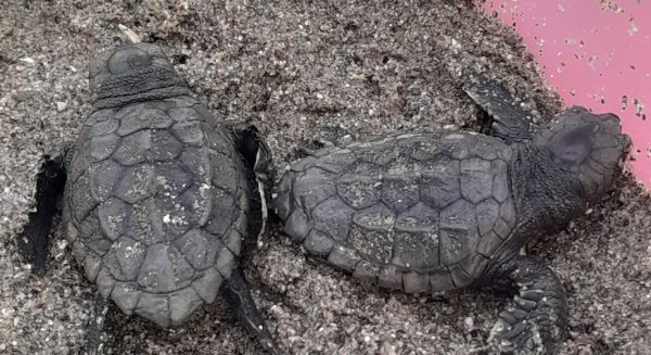 Eclosionan otros veinte huevos y eleva las crías de tortuga boba nacidas del nido protegido en la playa de Nueva Andalucía