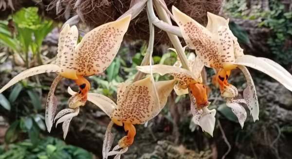 Florece por primera vez en el Parque Botánico-Orquidario de Estepona una orquídea con fragancia a chocolate blanco