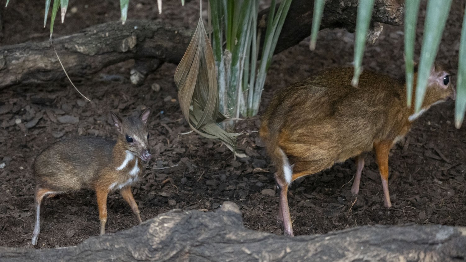 Nace en Bioparc Fuengirola un ciervo ratón, el rumiante más pequeño del mundo