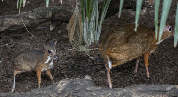 Nace en Bioparc Fuengirola un ciervo ratón, el rumiante más pequeño del mundo