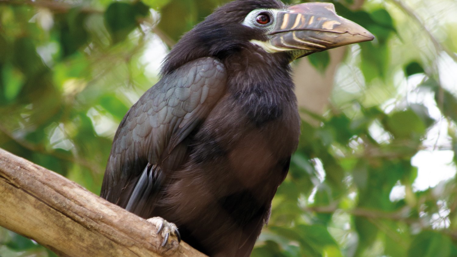 Nacen por primera vez en España polluelos de cálao de la Bisayas, una de las especies más amenazadas de este grupo de aves