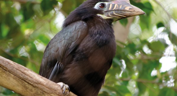 Nacen por primera vez en España polluelos de cálao de la Bisayas, una de las especies más amenazadas de este grupo de aves