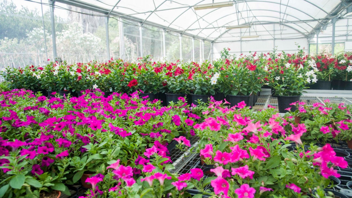 El vivero municipal de Torremolinos oferta en octubre un curso de iniciación de cultivos de plantas de flor y otro de orquídeas