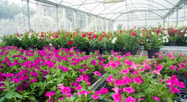 El vivero municipal de Torremolinos oferta en octubre un curso de iniciación de cultivos de plantas de flor y otro de orquídeas